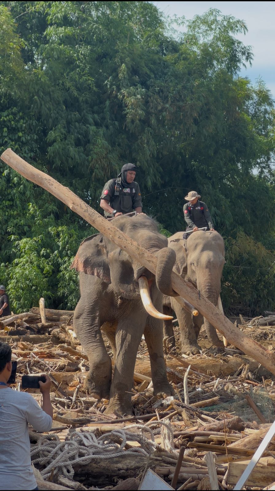 Sinergi Polri dan BKSDA : Gajah Dikerahkan Bersihkan Material Banjir di Pidie Jaya